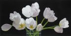 Twelve Tulips
